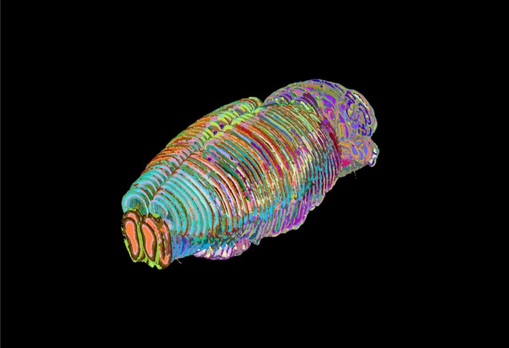 ChatGPT-Like AI Unveils 1,300 Regions in the Mouse Brain—Some Uncharted ChatGPT-Like AI Unveils 1,300 Regions in the Mouse Brain—Some Uncharted