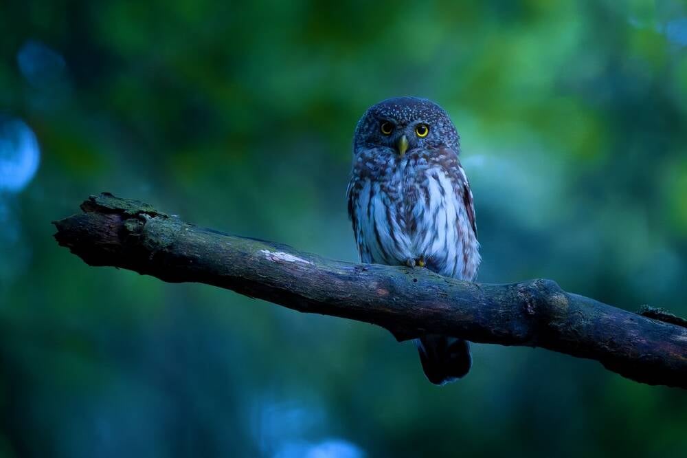 Meta convinces Blue Owl to cut $30B check for Hyperion DC • The Register Meta convinces Blue Owl to cut $30B check for Hyperion DC • The Register