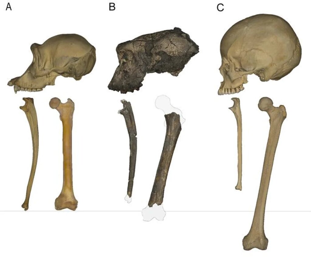 Earliest Human Ancestor May Have Walked on Two Legs Earliest Human Ancestor May Have Walked on Two Legs