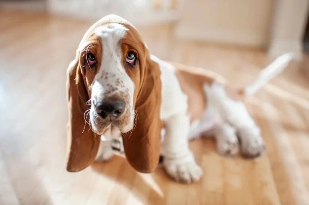 This gene may determine if dogs have long, floppy ears or short, study ones This gene may determine if dogs have long, floppy ears or short, study ones