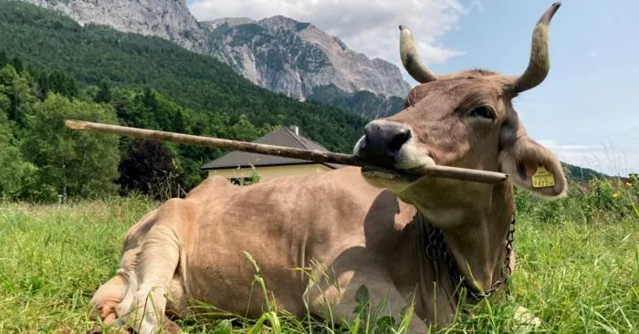 ‘Veronika’ Is the First Cow Known to Use a Tool ‘Veronika’ Is the First Cow Known to Use a Tool