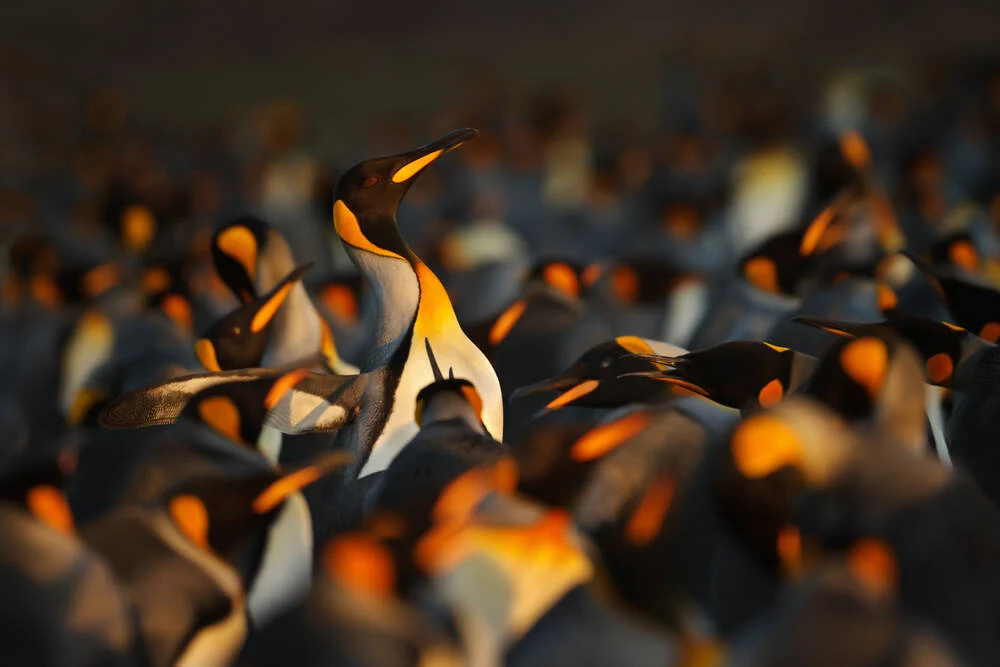 Open source package repositories face sustainability crisis • The Register
