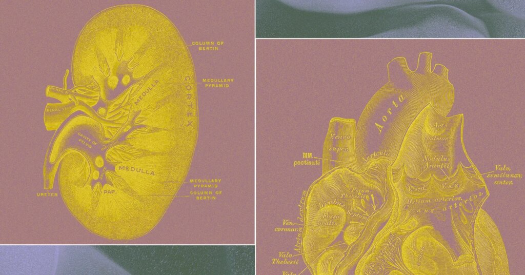 A Billionaire-Backed Startup Wants to Grow 'Organ Sacks' to Replace Animal Testing