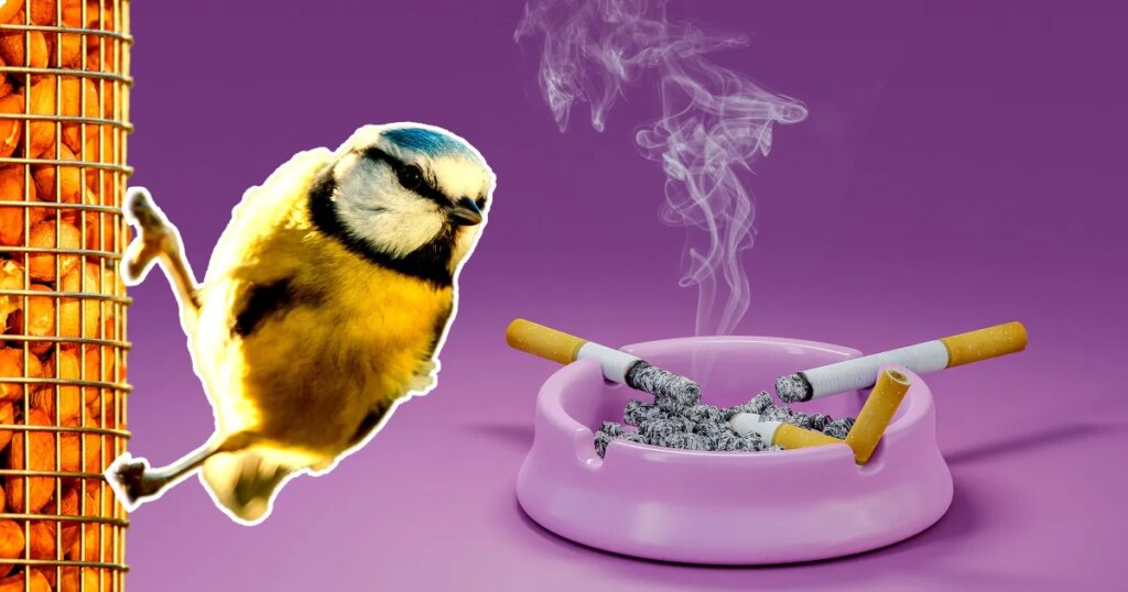 Birds Are Getting Hooked on Cigarettes Birds Are Getting Hooked on Cigarettes