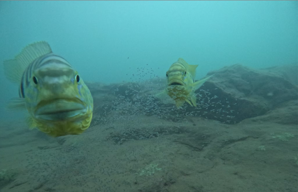 These fish know when you’re watching them