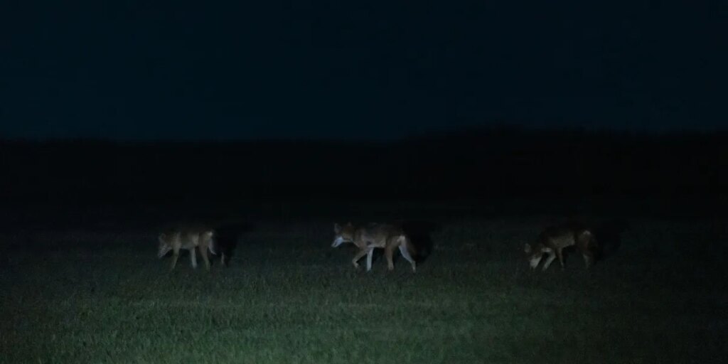 Colossal Biosciences said it cloned red wolves. Is it for real? Colossal Biosciences said it cloned red wolves. Is it for real?