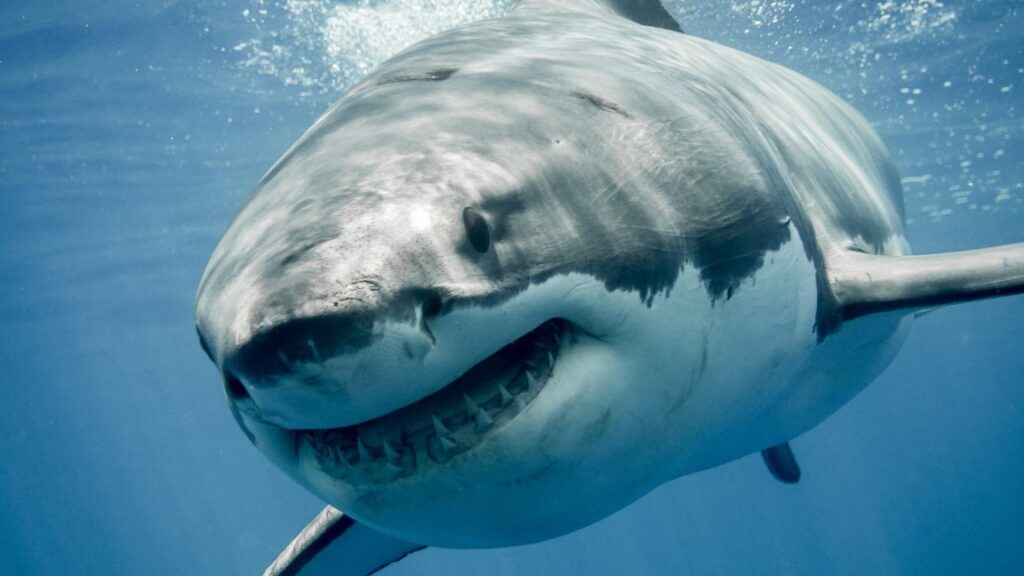 Great white sharks are overheating Great white sharks are overheating