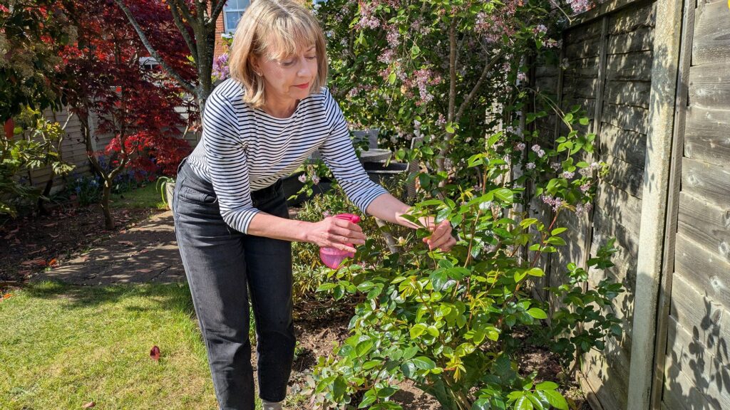 I’m a gardener and I use this simple 2-ingredient kitchen spray to keep aphids off my roses I’m a gardener and I use this simple 2-ingredient kitchen spray to keep aphids off my roses
