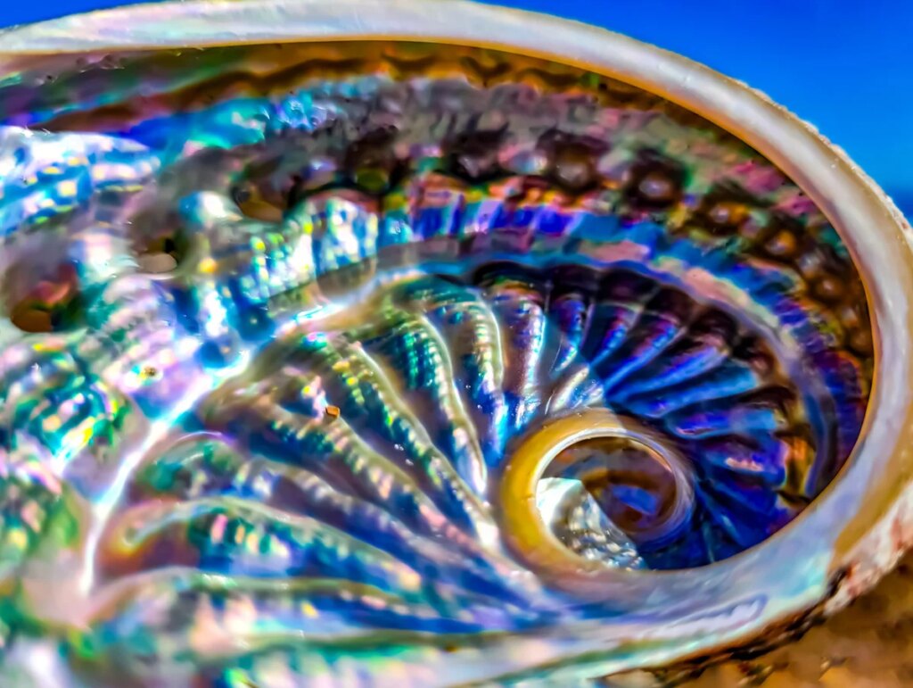 Mollusk shells could pave the way to greener materials