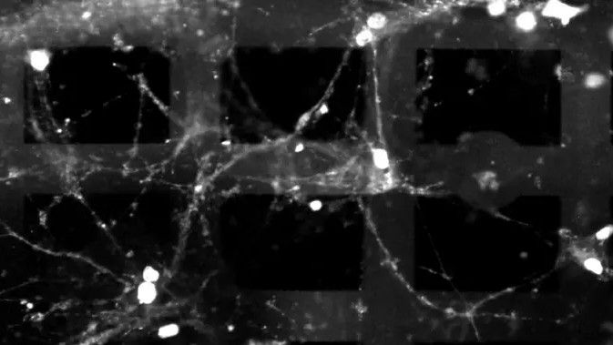 New 3D device computes using living brain cells — bioelectronic device uses 3D electronic mesh design paired with living tissue Biological neurons growing over and through a layer of a 3D electronic mesh.