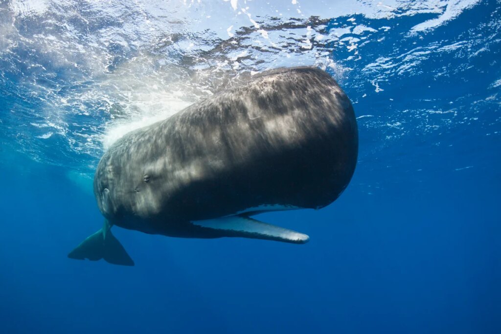Sperm whales may make their own vowel sounds, similar to human language Sperm whales may make their own vowel sounds, similar to human language