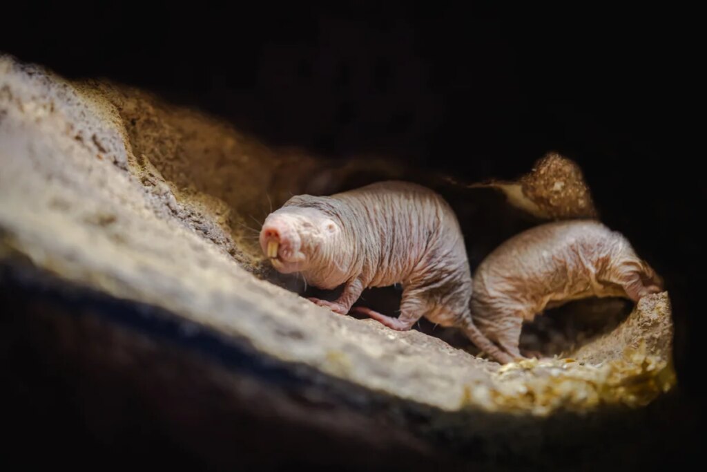 When a naked mole rat queen dies, that usually means war—but not for this colony When a naked mole rat queen dies, that usually means war—but not for this colony