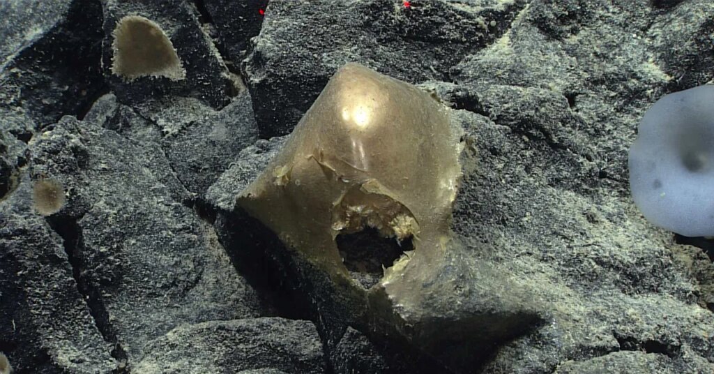 A ‘Golden Orb’ on the Ocean Floor Came From a Mysterious Animal A 'Golden Orb' on the Ocean Floor Came From a Mysterious Animal