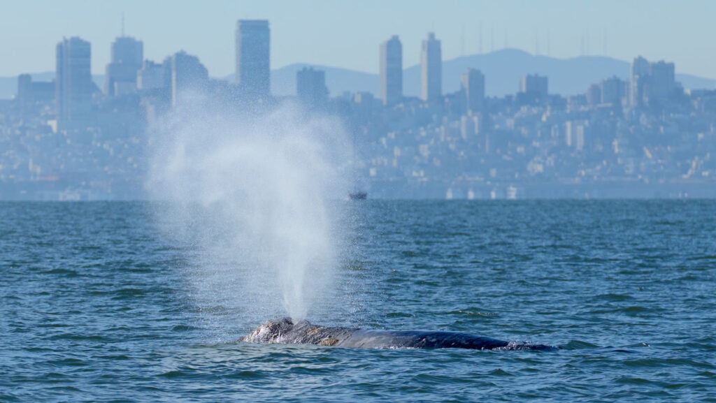 AI-powered whale-spotting tech may help save San Francisco Bay’s gray whales AI-powered whale-spotting tech may help save San Francisco Bay’s gray whales