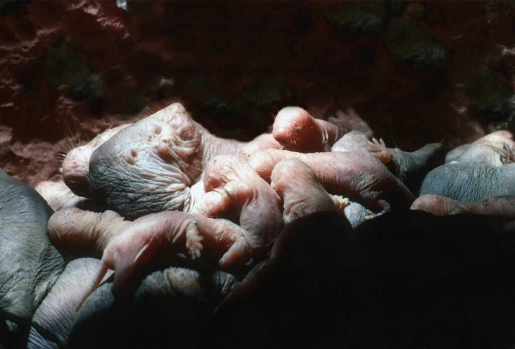 Celebrate Mother’s Day with nine bold, beautiful and bizarre animal moms Celebrate Mother’s Day with nine bold, beautiful and bizarre animal moms