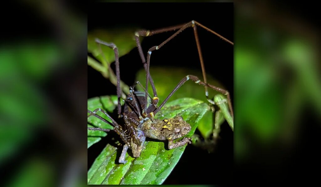 Daddy longlegs are actually bloodthirsty killers—of frogs