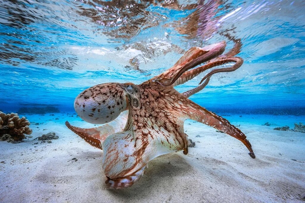 Do octopus brains work like humans’—or is there another way to be smart? Do octopus brains work like humans’—or is there another way to be smart?