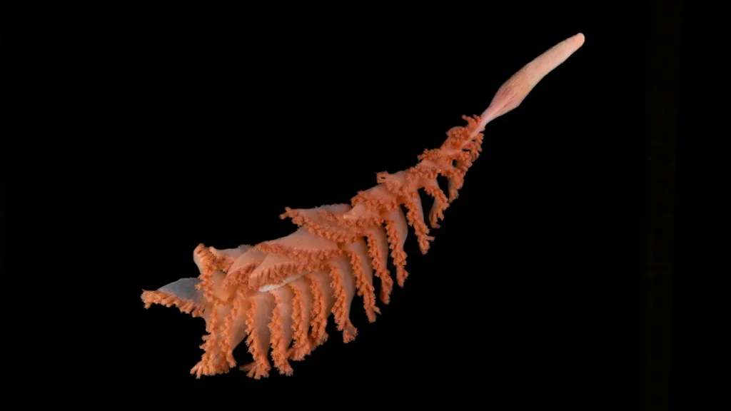 Ocean census reveals more than 1,100 new species Ocean census reveals more than 1,100 new species