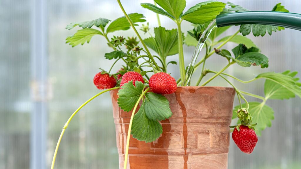 Strawberry plant drooping? 5 things you’re doing wrong Strawberry plant drooping? 5 things you're doing wrong
