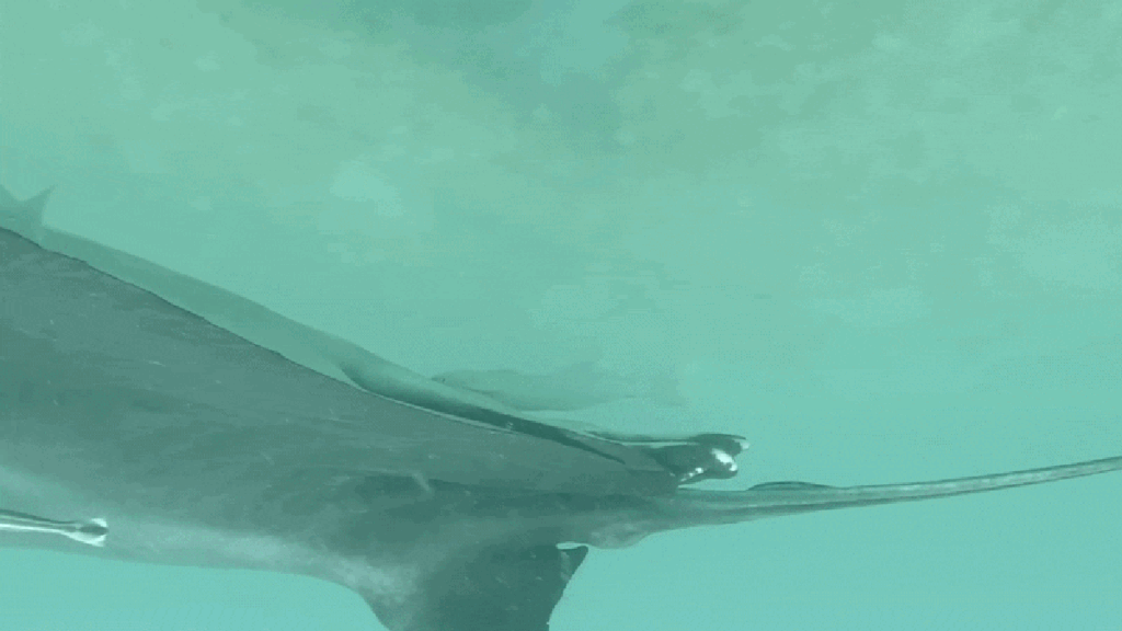 Sucker fish are hiding in manta rays’ ‘butthole,’ new study reveals Sucker fish are hiding in manta rays’ ‘butthole,’ new study reveals