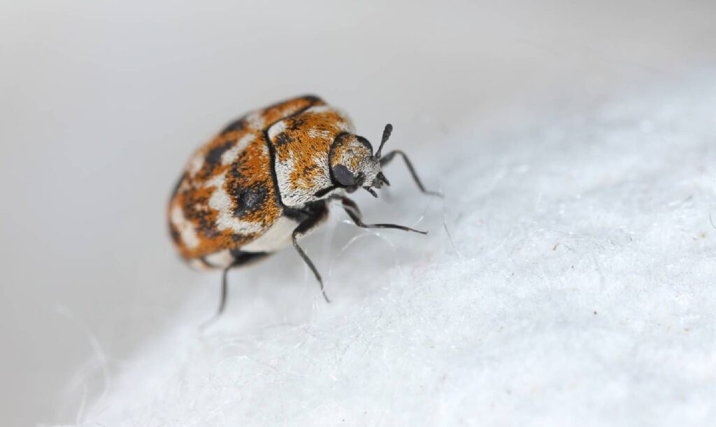 The hidden ways carpet beetles get inside your home Adult carpet beetle on fabric