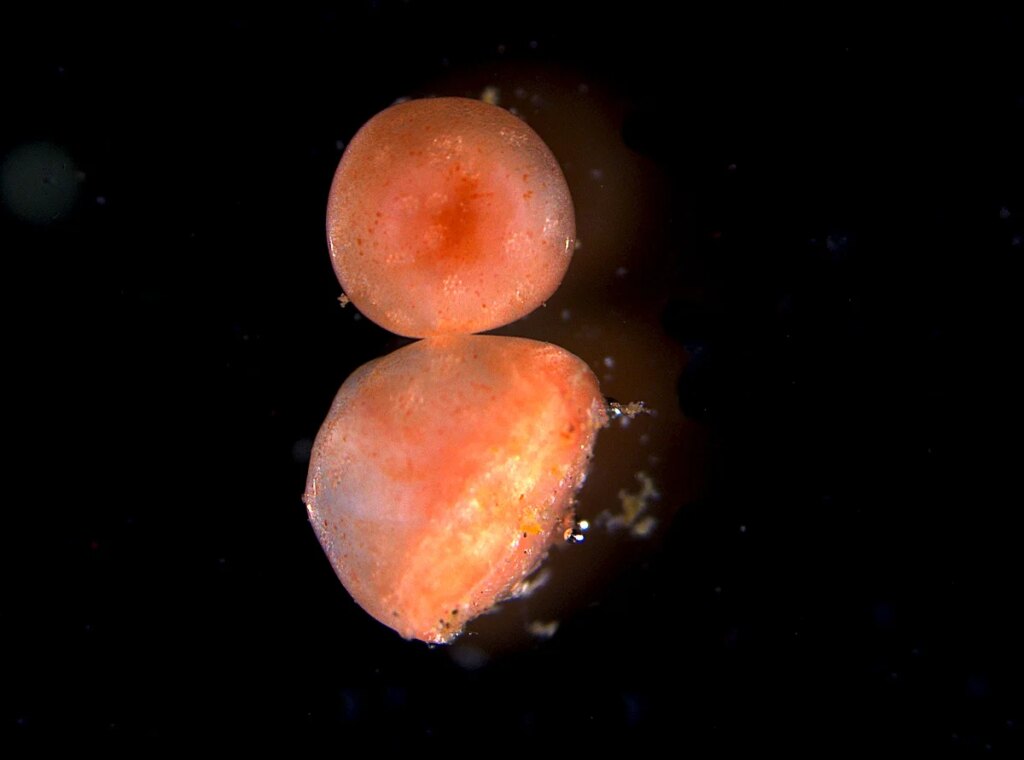 The secret to immortality might be a sea cucumber The secret to immortality might be a sea cucumber