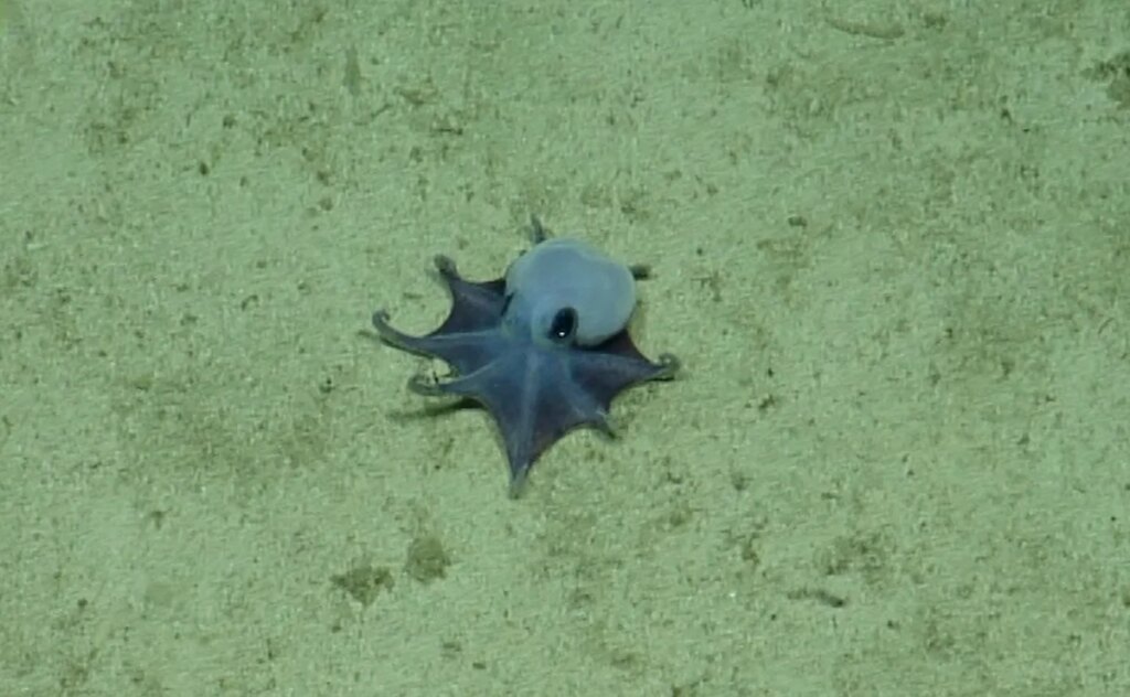 Tiny alien-like blue octopus discovered lurking off the Galapagos Islands