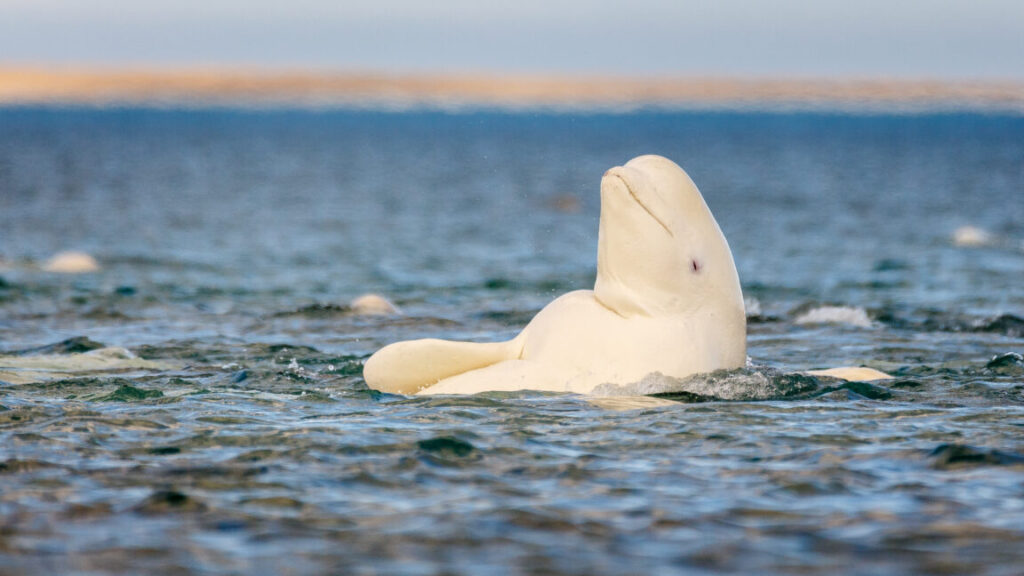 Whatever the mirror test tells us, beluga whales pass it