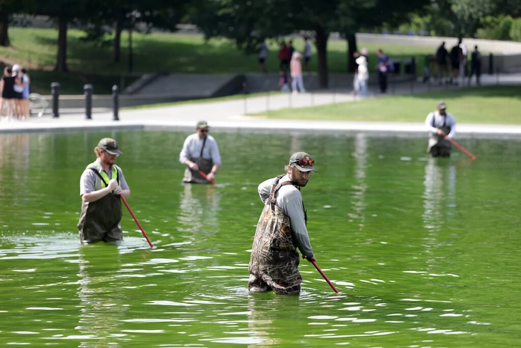 A water treatment expert on what could actually fix the Reflecting Pool A water treatment expert on what could actually fix the Reflecting Pool