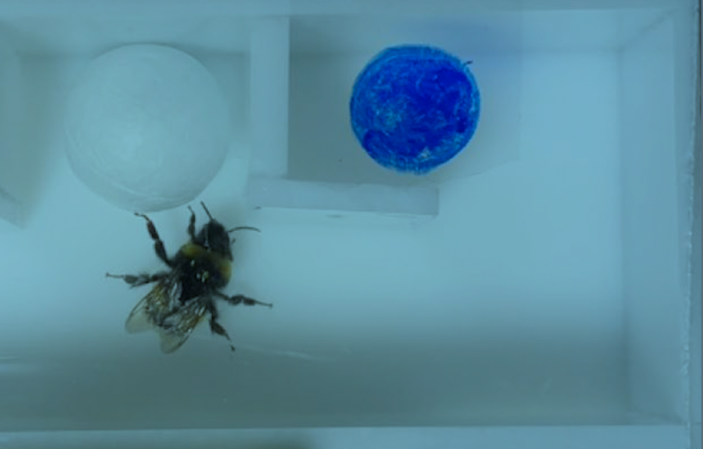Bumblebees use tools to solve complex problems—despite not being trained to do so Bumblebees use tools to solve complex problems—despite not being trained to do so