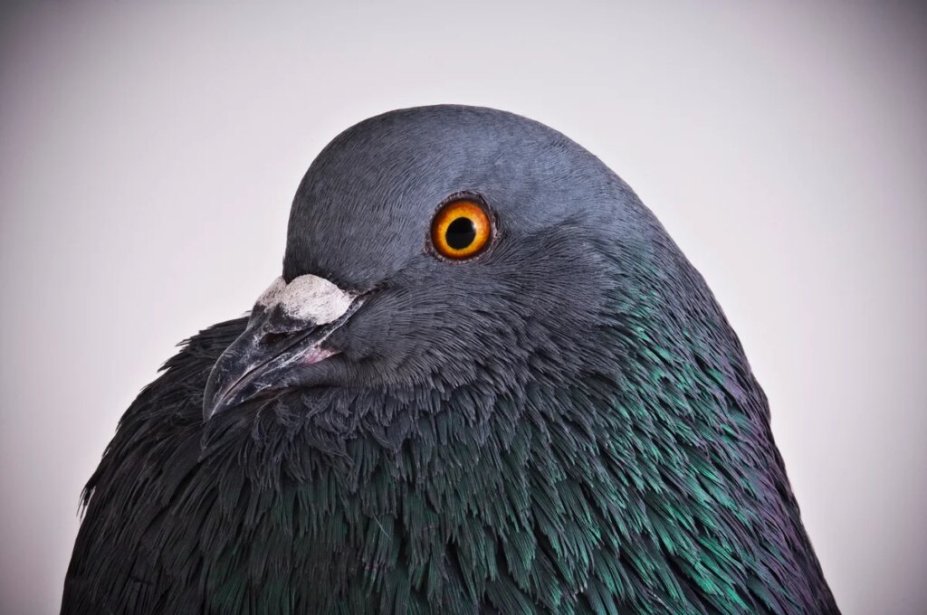 Chaotic pigeons are helping redefine what we know about learning Chaotic pigeons are helping redefine what we know about learning