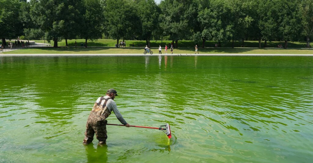 Even the Internet’s Favorite Pool Guy Doesn’t Know How to Fix the Reflecting Pool Even the Internet’s Favorite Pool Guy Doesn’t Know How to Fix the Reflecting Pool