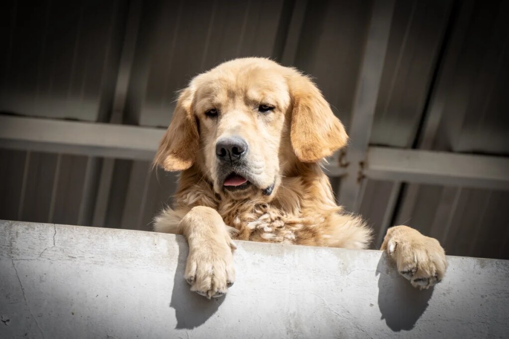 Extreme heat is muddling animals’ brains—and even triggering aggression Extreme heat is muddling animals’ brains—and even triggering aggression