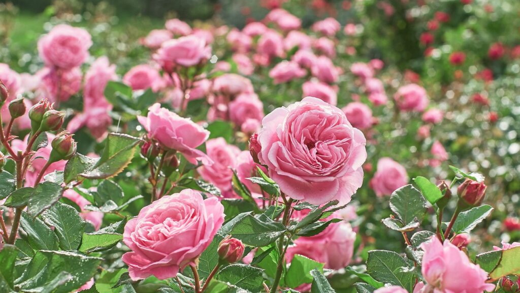 5 reasons why your rose leaves are turning yellow (and how to fix them) Mid-pink roses in full bloom