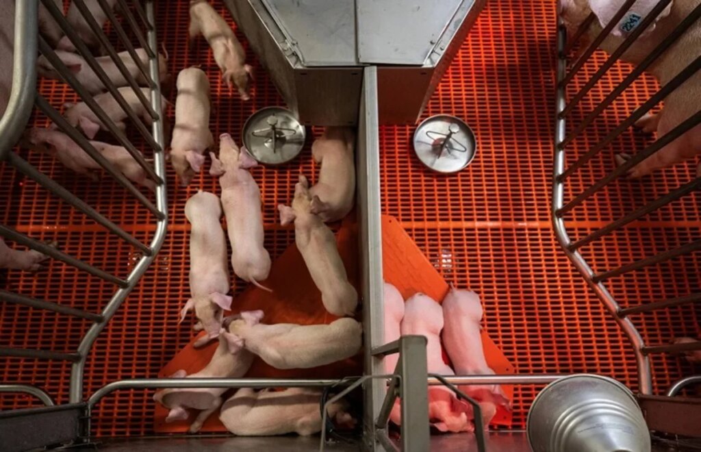 In a first, scientists transplanted both a pig liver and kidneys into a person who was brain-dead In a first, scientists transplanted both a pig liver and kidneys into a person who was brain-dead