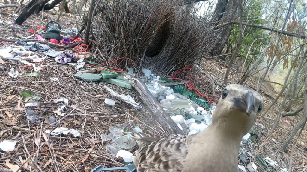 Male bowerbirds hope to dazzle females with bright human-made items Male bowerbirds hope to dazzle females with bright human-made items