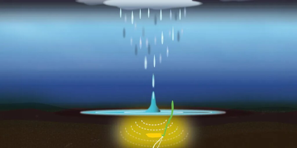 Plants appear to detect the patter of falling rain