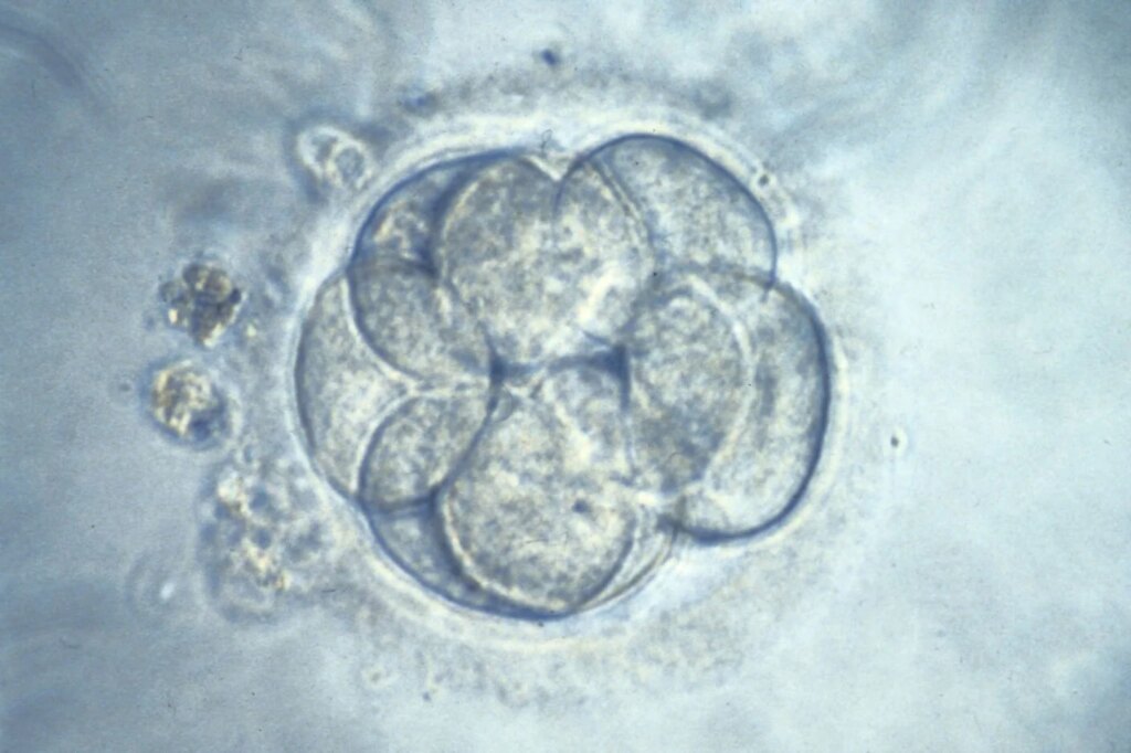 Precise Gene Editing in Early Human Embryos Reignites the ‘Designer Baby’ Debate Precise Gene Editing in Early Human Embryos Reignites the ‘Designer Baby’ Debate