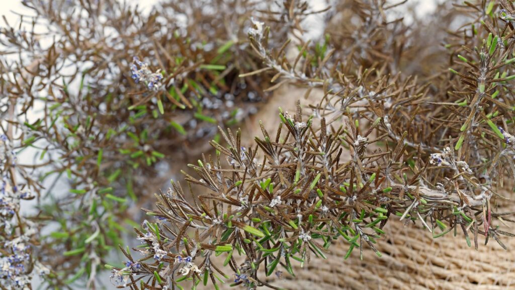 Rosemary plant turning brown? Start with the “scratch test” Rosemary plant turning brown? Start with the "scratch test"