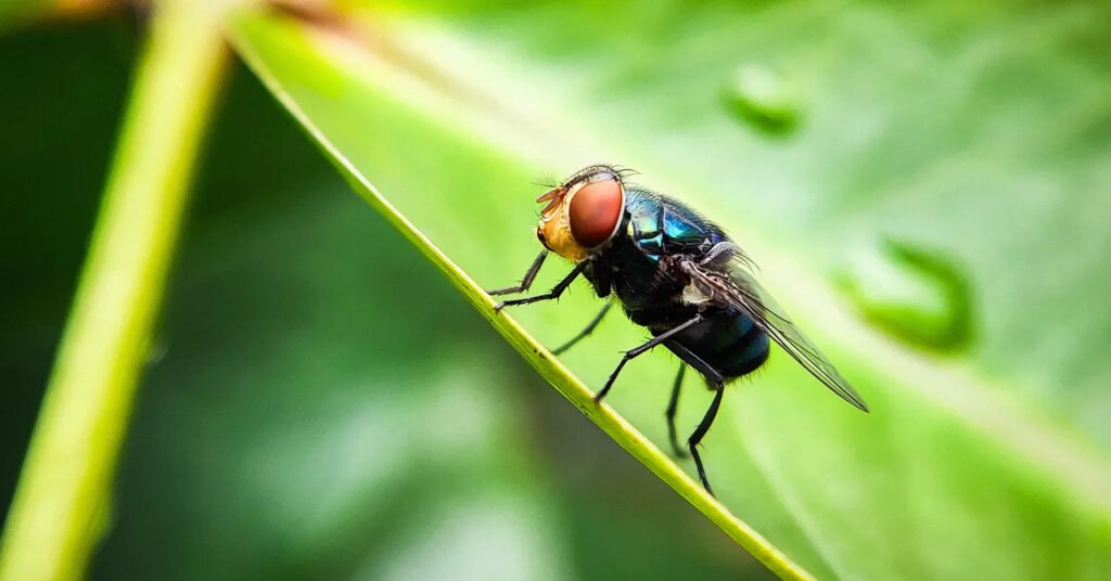The US Has a Plan to Combat Screwworm. It Involves a Lot More Flies The US Has a Plan to Combat Screwworm. It Involves a Lot More Flies