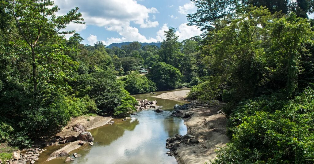The ‘Parasite of Parasites’ Has Been Discovered in the Tropical Forests of Borneo The ‘Parasite of Parasites’ Has Been Discovered in the Tropical Forests of Borneo