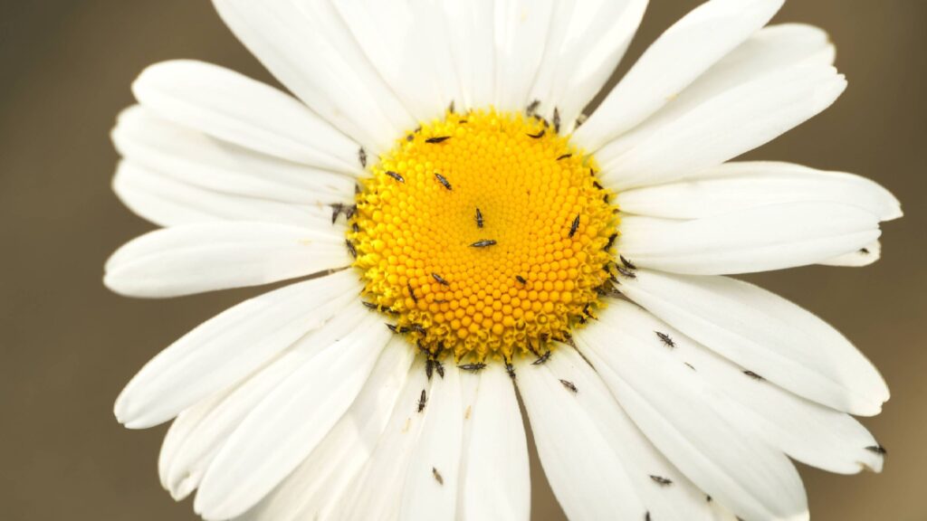 This tiny pest causes the biggest damage to your plants This tiny pest causes the biggest damage to your plants
