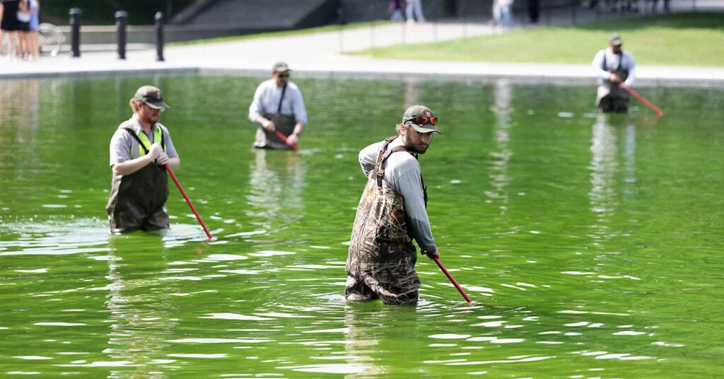 Why the Reflecting Pool Is Full of Algae After Trump’s Renovation Why the Reflecting Pool Is Full of Algae After Trump's Renovation