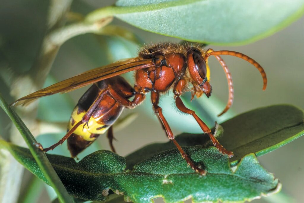 Earth is home to 20 million insect species—three times more than we thought Earth is home to 20 million insect species—three times more than we thought