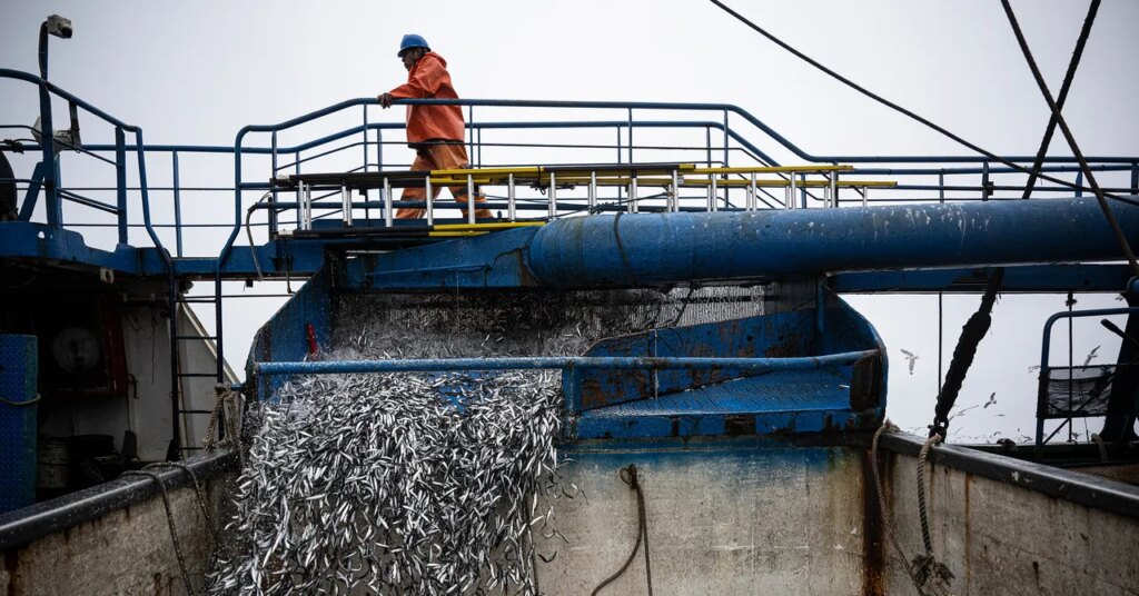 El Niño Is Already Wreaking Havoc on Pacific Fisheries El Niño Is Already Wreaking Havoc on Pacific Fisheries