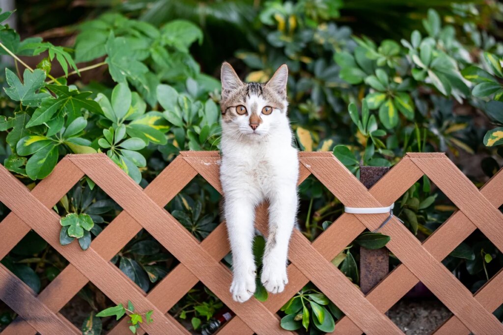 Is it a problem for cats to eat insects? Researchers are probing feline diets to find out Is it a problem for cats to eat insects? Researchers are probing feline diets to find out