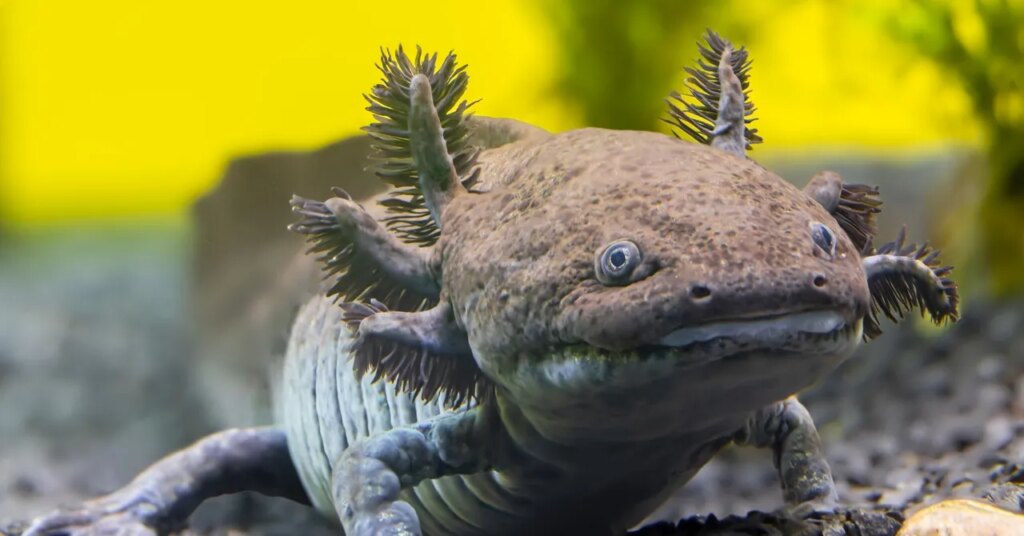 Scientists Have Identified a New Fossil Species of Axolotl in Mexico Scientists Have Identified a New Fossil Species of Axolotl in Mexico