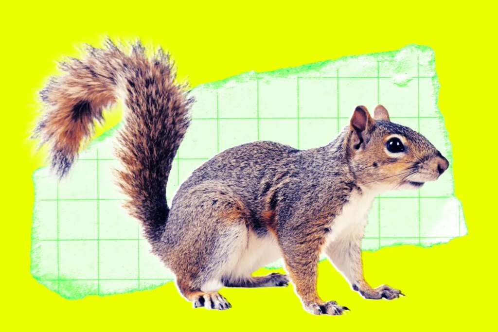 Someone Reportedly Mailed a Live Squirrel to Meta, Where It Sent an Employee to the Hospital Someone Reportedly Mailed a Live Squirrel to Meta, Where It Sent an Employee to the Hospital