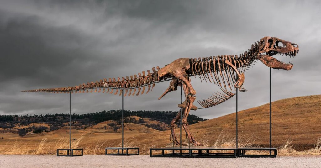 Sotheby’s Big T. Rex Auction Raises Concerns Hype and Wealth Are Upending Science