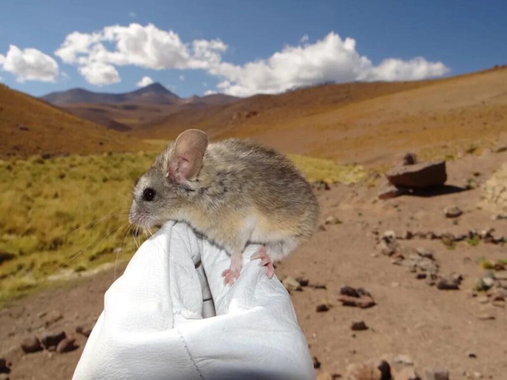 These absurdly cute mice live at higher altitudes than any other mammal—here’s how they do it These absurdly cute mice live at higher altitudes than any other mammal—here’s how they do it